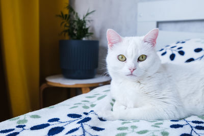 Portrait of a cat