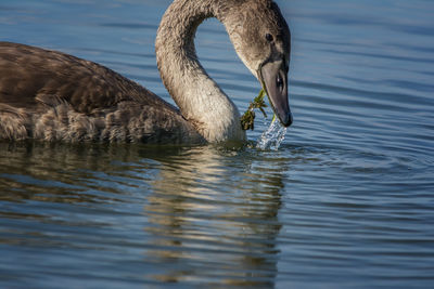 Duck swimming in lake