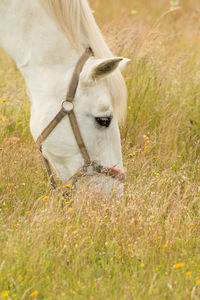 View of a horse on field