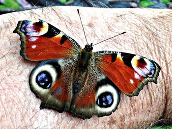 Close-up of butterfly