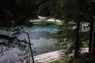 Scenic view of river amidst trees in forest