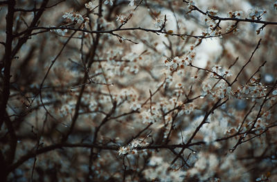 Low angle view of cherry blossom tree