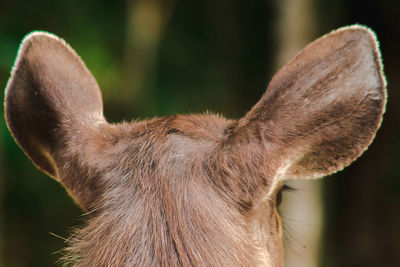 Close-up of a dog