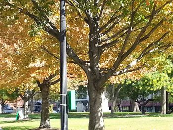 Trees in park