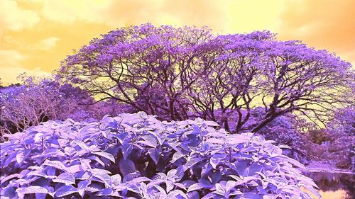 Close-up of purple flowers against sky