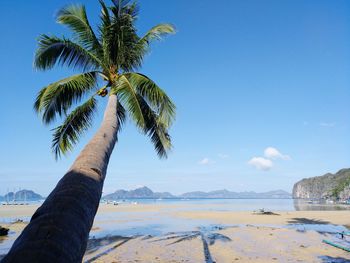 Palm trees at beach against blue sky