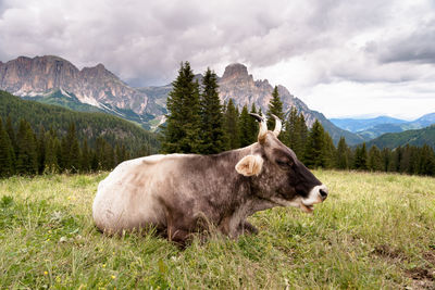 Cow lying down in a mountain meadow