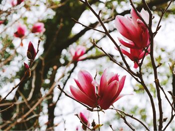 Close-up of red flowers