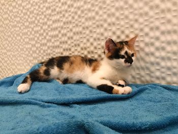 Close-up of cat lying on floor