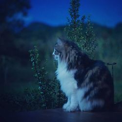 Side view of cat sitting against plants at night