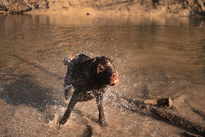 High angle view of dog running in lake