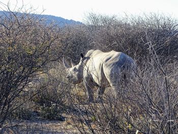 View of giraffe against bare trees