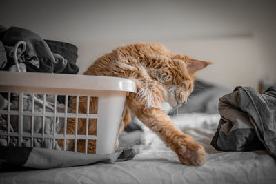 Cat relaxing on bed at home