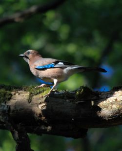 Close-up of bird perching on tree