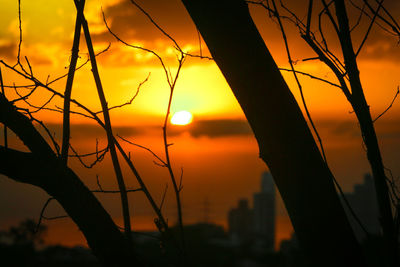 Close-up of silhouette tree against orange sky