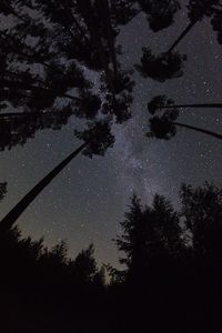Low angle view of silhouette trees against sky at night