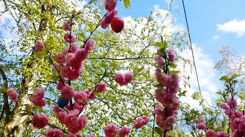 Low angle view of fruits on tree against sky