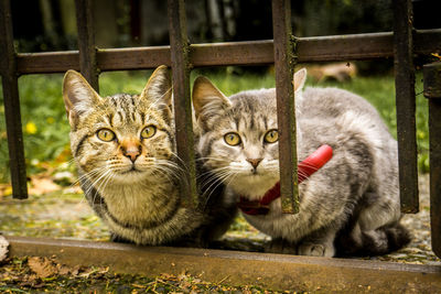 Portrait of cats by fence