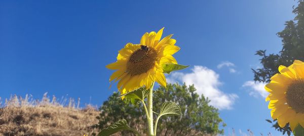 My sunflower yellow beautiful 