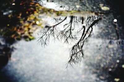 Reflection of bare trees in water