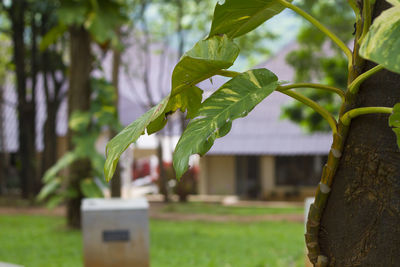 Close-up of fresh green leaves on field