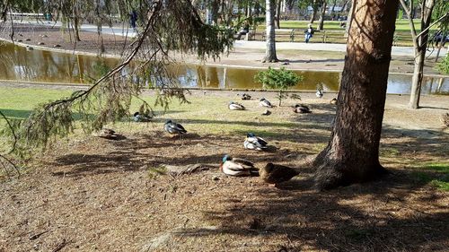 Close-up of water on tree