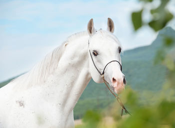 Close-up of horse against sky