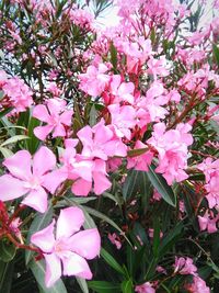 Close-up of pink flowers