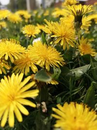 Close-up of yellow flowering plants on field