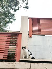 Cat sitting on a building