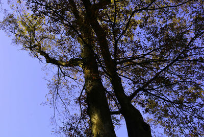 Low angle view of tree against sky