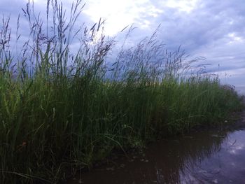 Plants growing on landscape against sky