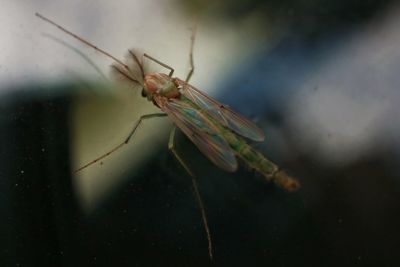 Close-up of insect