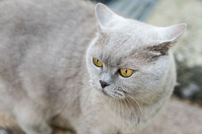 Close-up portrait of a cat