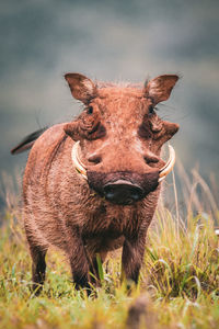 Portrait of an animal on field