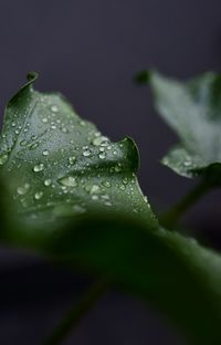 Close-up of water drops on leaf