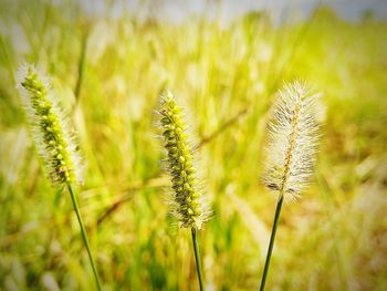 Close-up of stalks in field