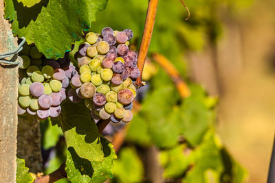 Close-up of grapes growing in vineyard