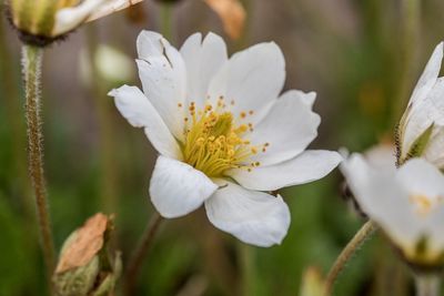 Close-up of white flowering plant