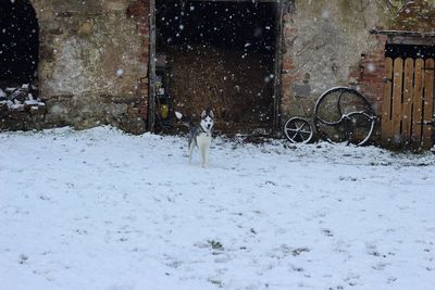 Dog on snow field during winter