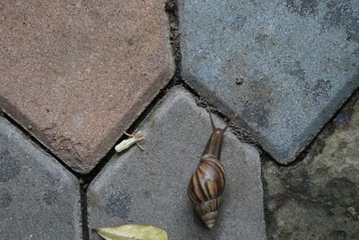 High angle view of lizard on rock