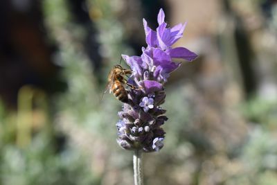 Close-up of bee pollinating on lavender