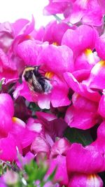 Close-up of bee pollinating on pink flower