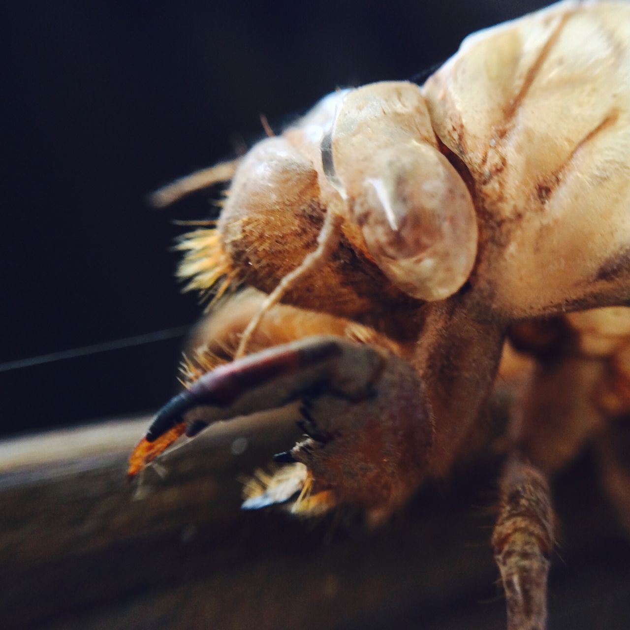 animal themes, one animal, animals in the wild, wildlife, insect, close-up, selective focus, focus on foreground, zoology, nature, no people, full length, indoors, day, side view, animal behavior, animal, spider