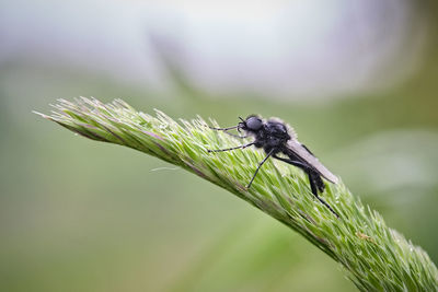 Close-up of insect on plant
