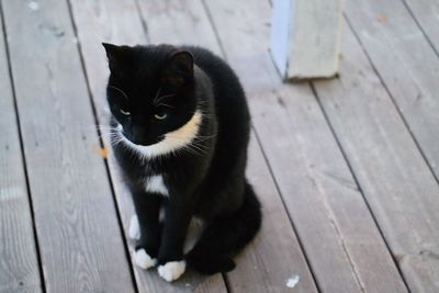 Close-up portrait of cat sitting on hardwood floor