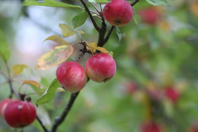 Close-up of cherries growing on tree