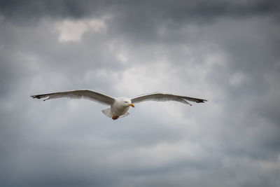 Low angle view of seagull flying against sky