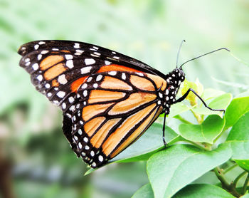 Close-up of butterfly pollinating flower