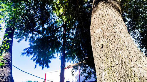 Low angle view of tree against sky